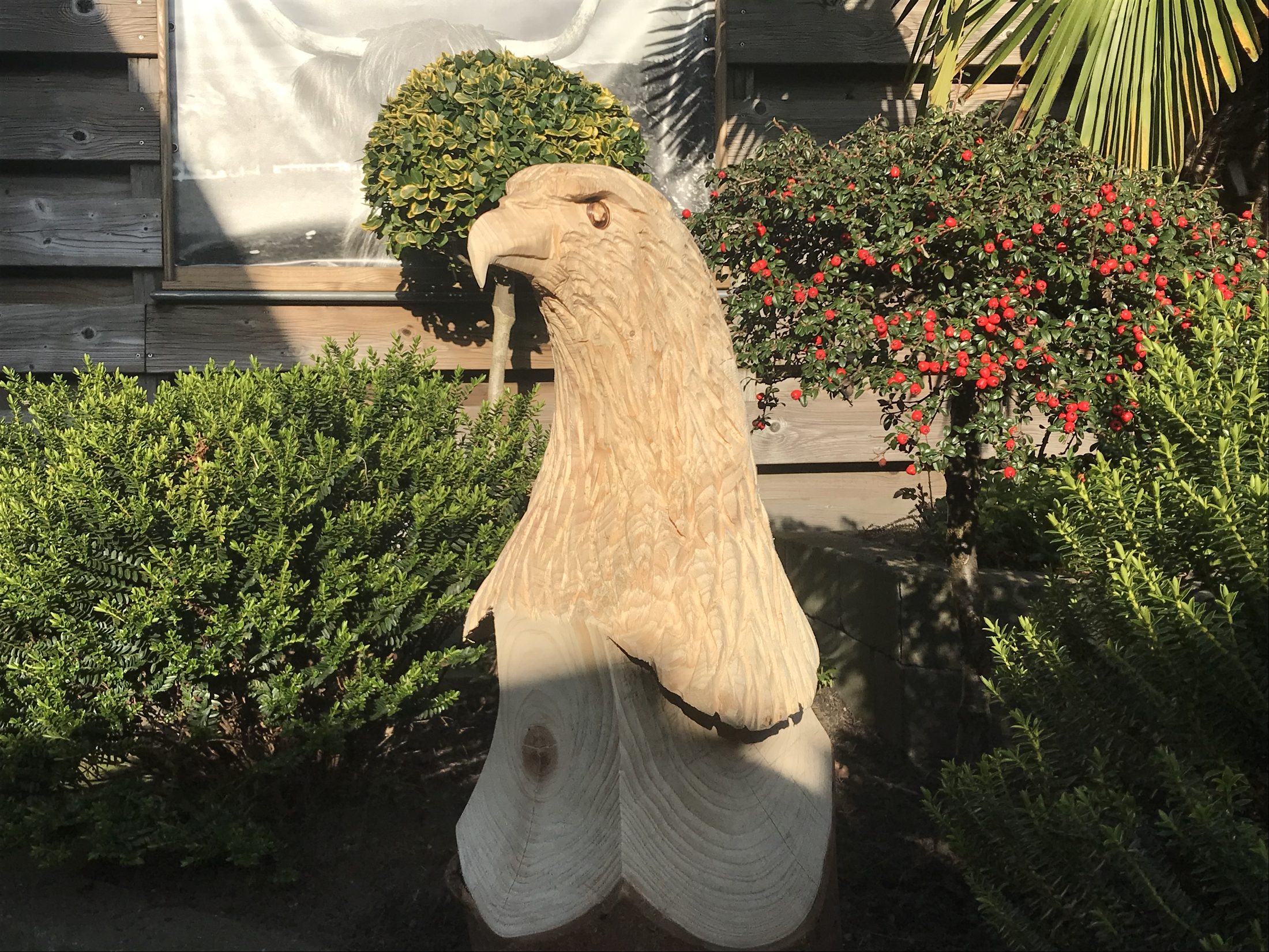 Adelaarskop
